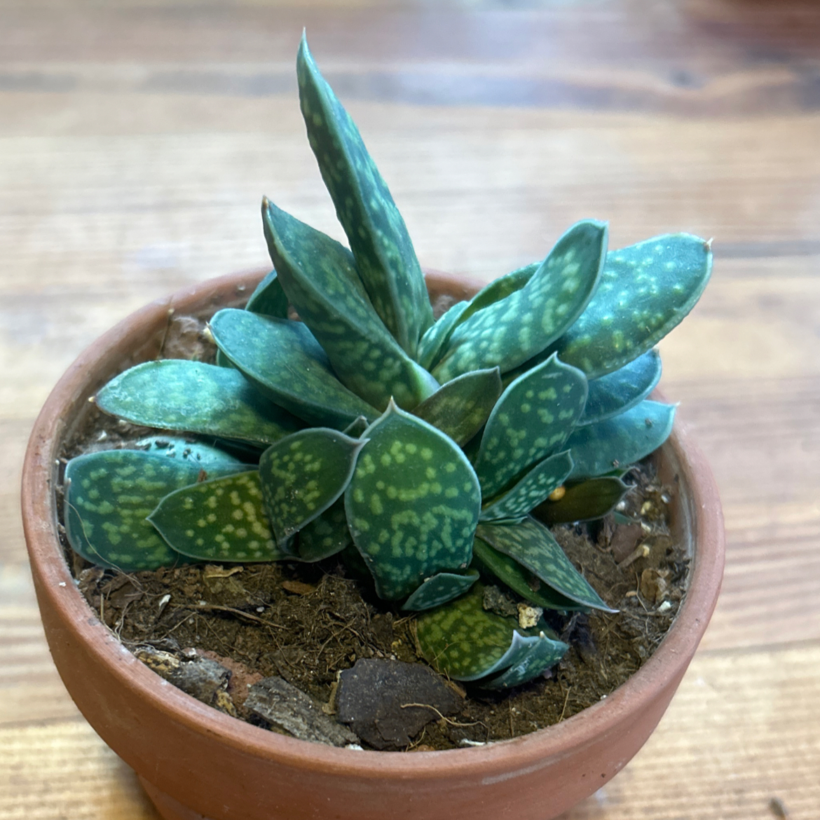 Photo of the plant species Frosty Gasteria by @AllMyPlants named Marley on Greg, the plant care app