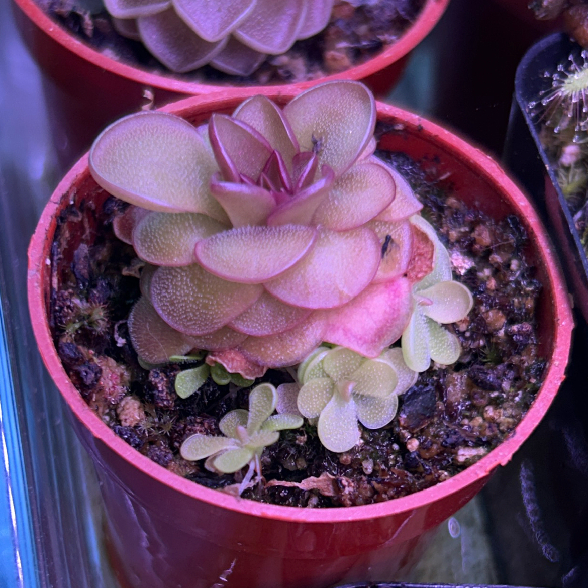 Photo of the plant species Pinguicula 'Hanka' by @AllMyPlants named Hanka on Greg, the plant care app