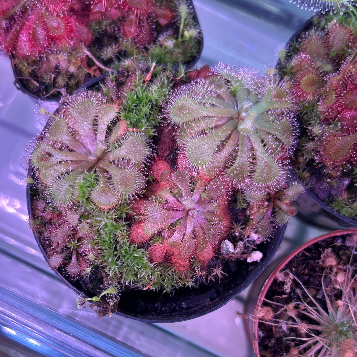 Photo of the plant species Natal Sundew by @AllMyPlants named Natalia on Greg, the plant care app