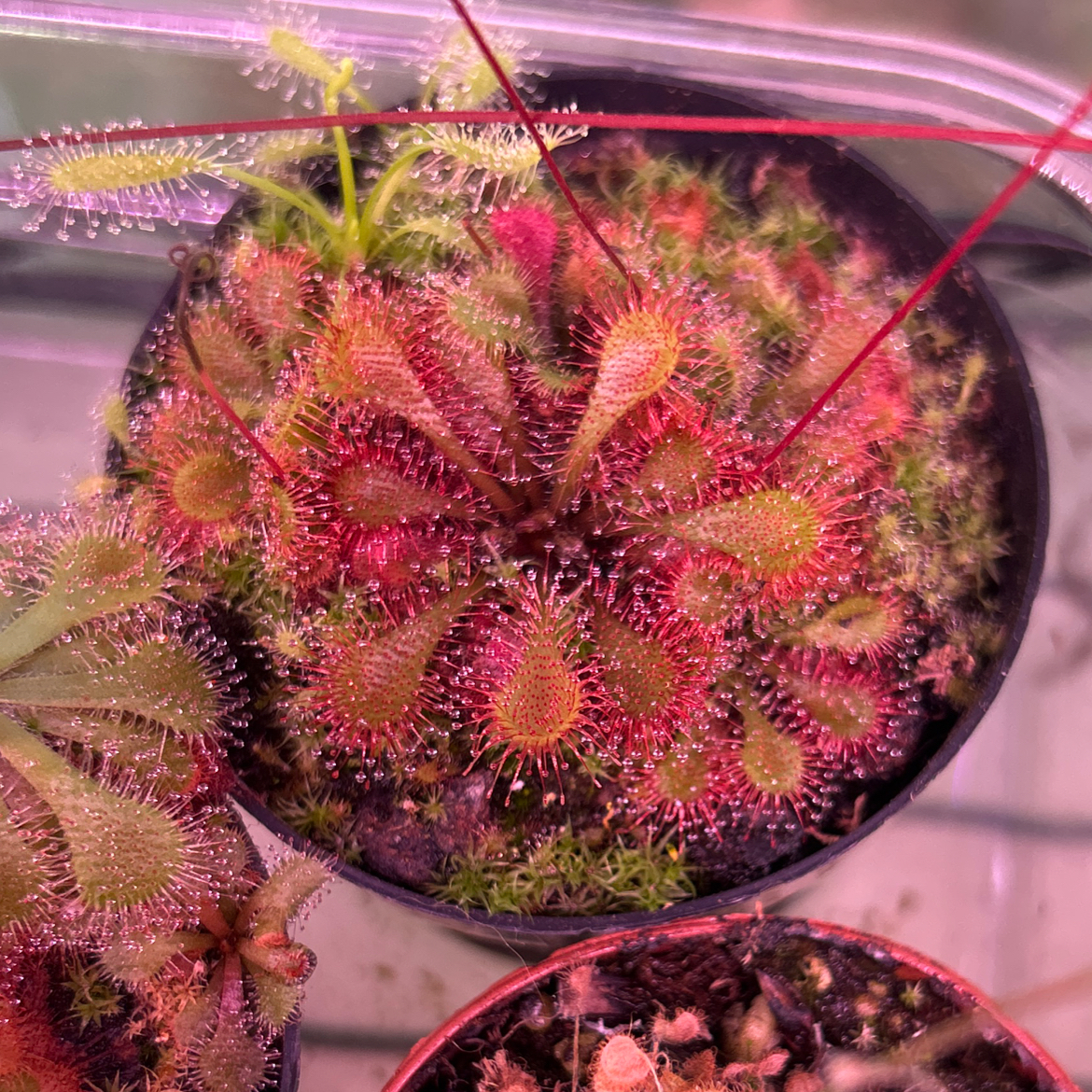 Photo of the plant species Tokaiensis Sundew by @AllMyPlants named Tonka on Greg, the plant care app