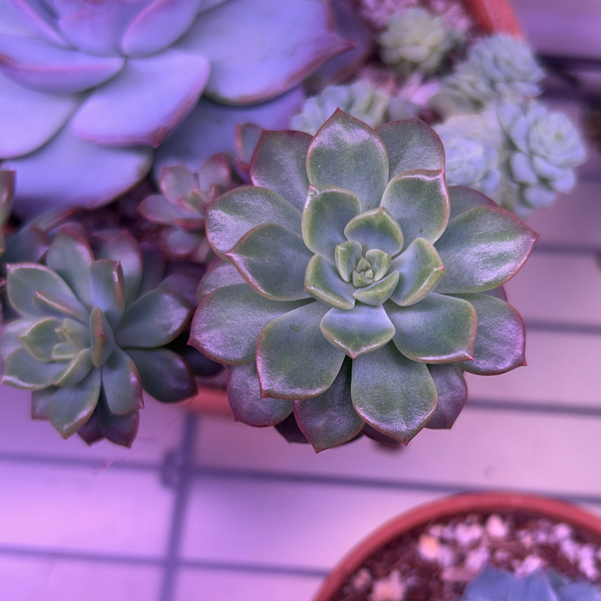 Photo of the plant species Sedeveria Markus by @AllMyPlants named Markus on Greg, the plant care app