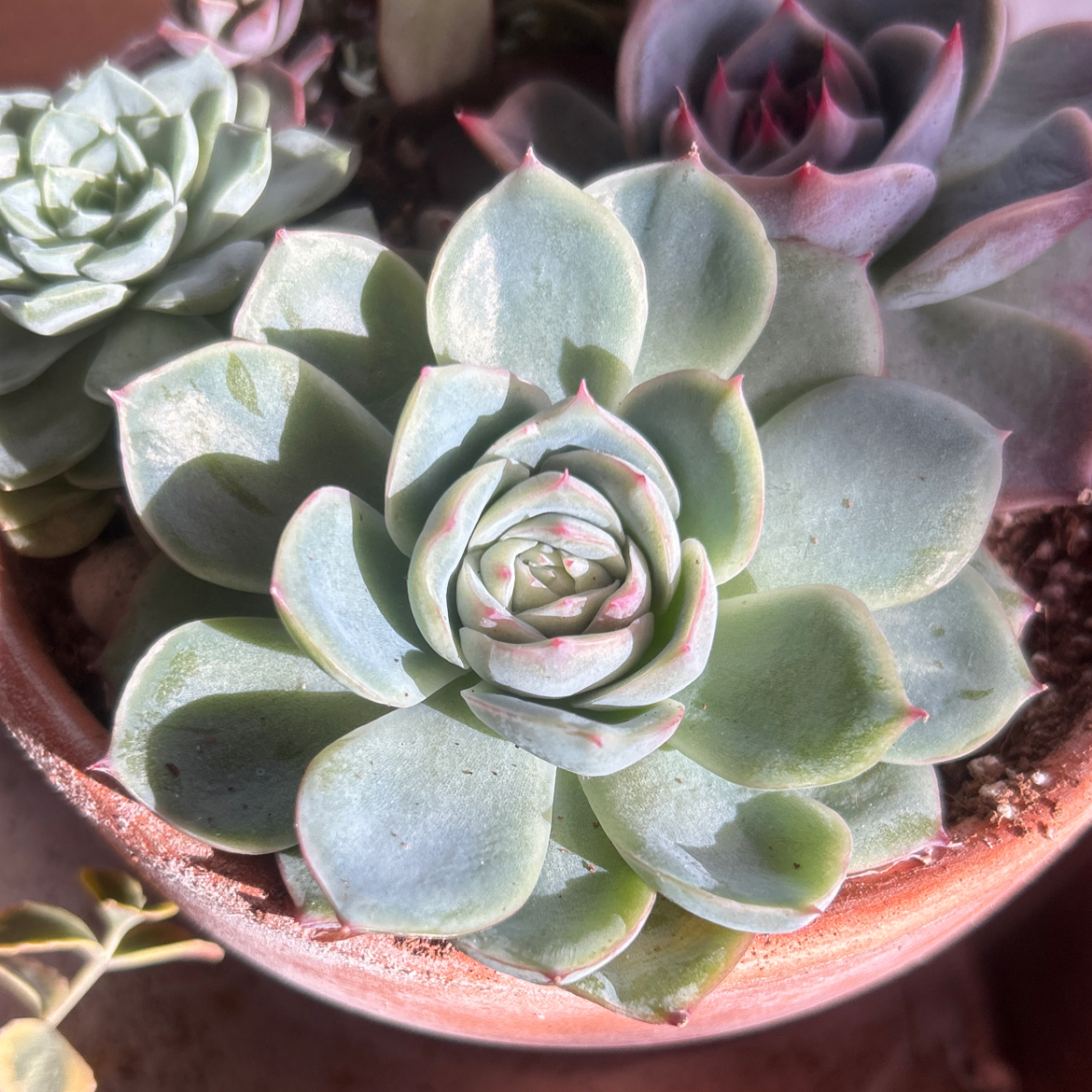 Photo of the plant species Silhouette Echeveria by @AllMyPlants named Silhouette on Greg, the plant care app