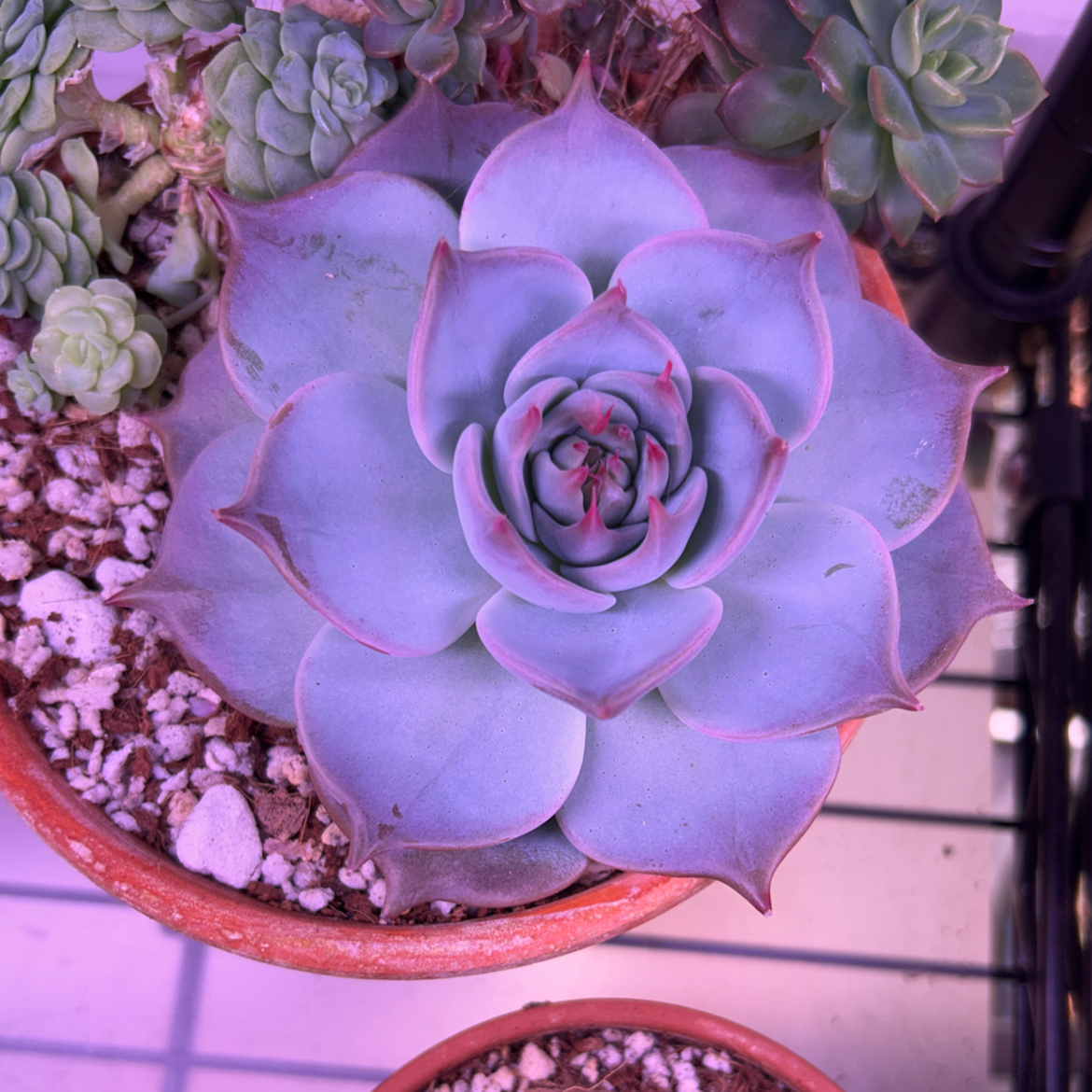 Photo of the plant species Echerveria 'Gilva' by @AllMyPlants named Gilva on Greg, the plant care app