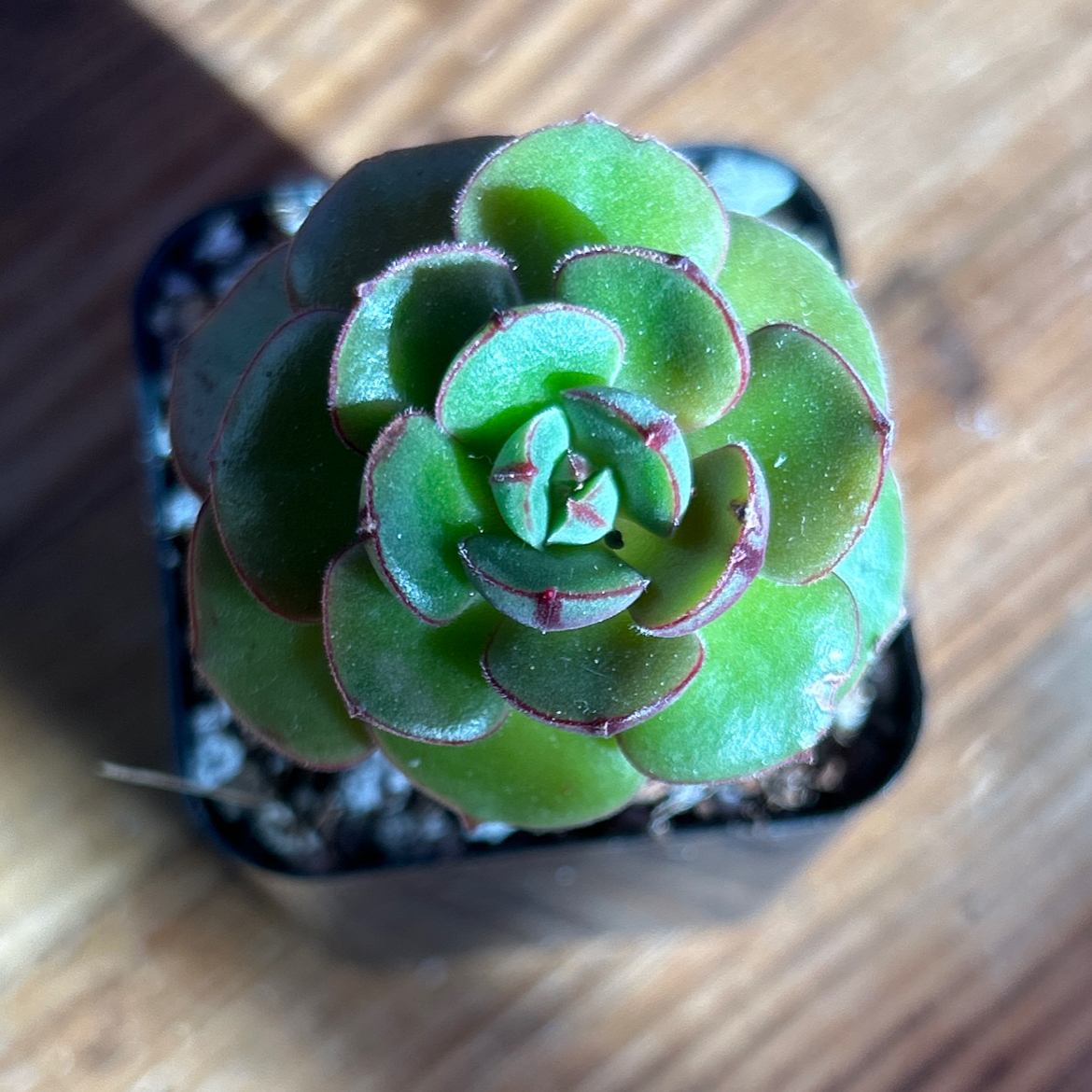 Photo of the plant species Echeveria 'Joan Daniel' by @AllMyPlants named Joanie on Greg, the plant care app