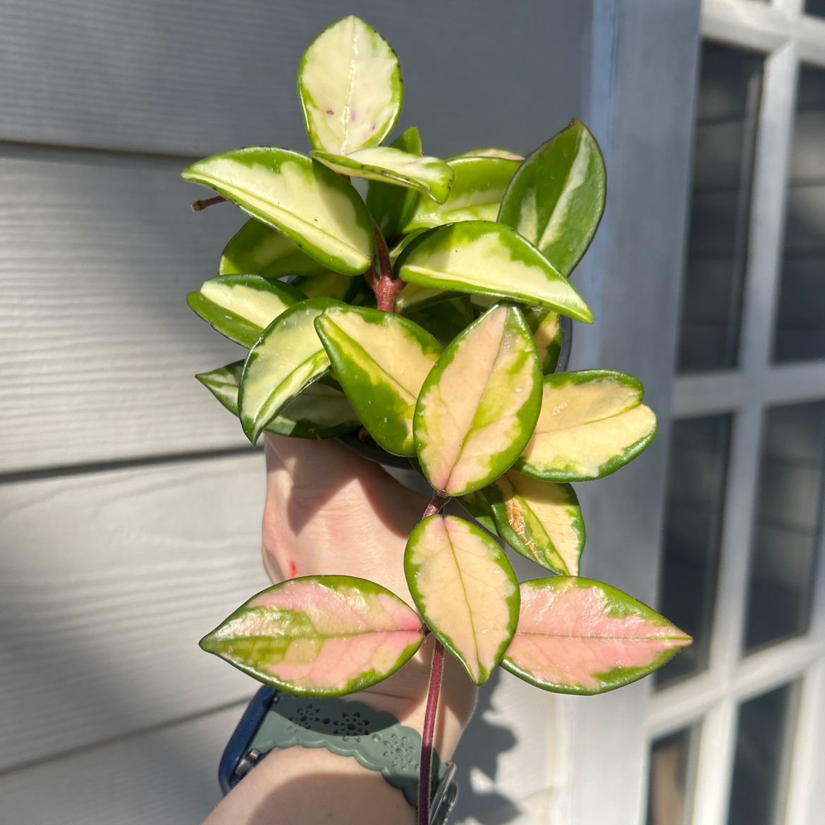 Photo of the plant species Hoya Rubra by @AllMyPlants named Rubra on Greg, the plant care app
