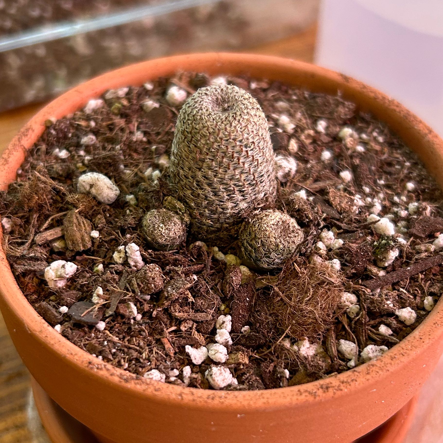 Orange Crown Cactus in a terracotta pot with well-draining soil.