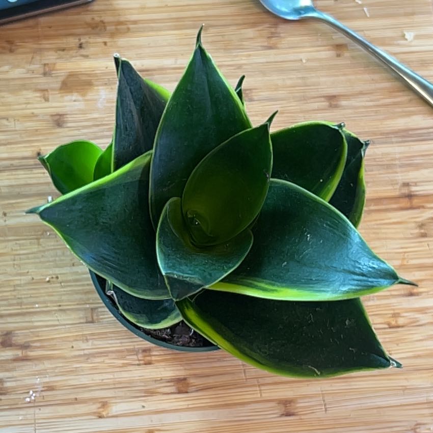 Forest Star Snake Plant with dark green leaves and yellow edges on a wooden surface.