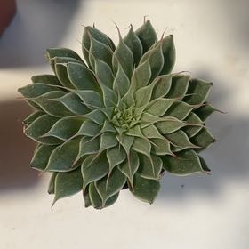 Photo of the plant species Graptoveria 'Silver Star' by @AllMyPlants named Forrest on Greg, the plant care app