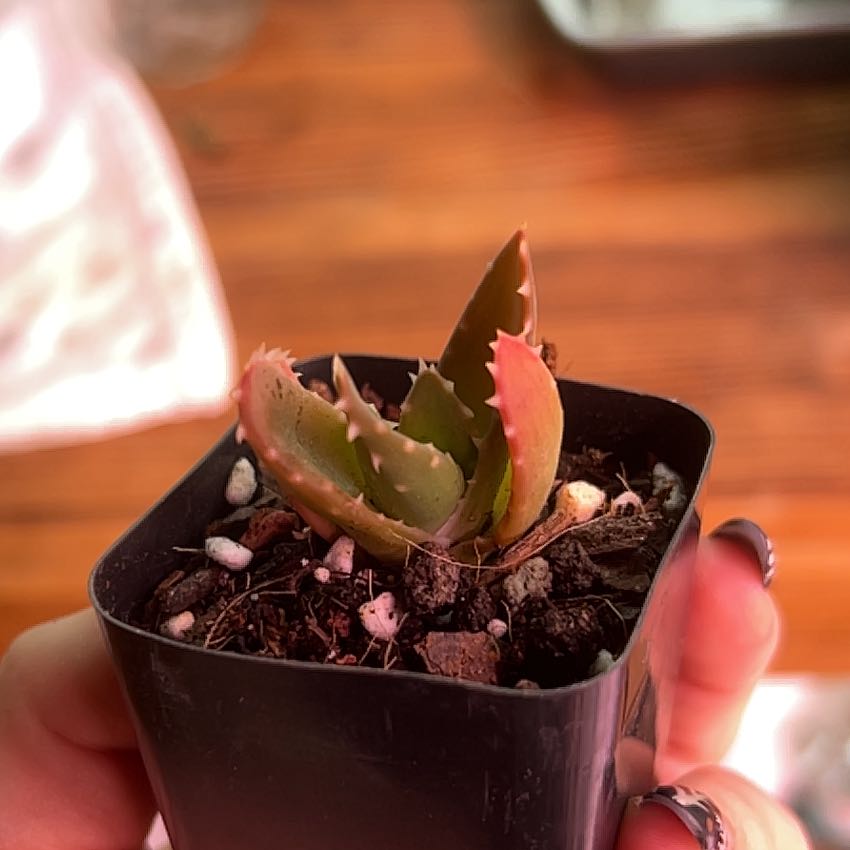 Photo of the plant species Jeweled Aloe by @AllMyPlants named Gold Tooth on Greg, the plant care app