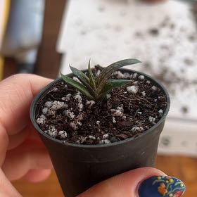 Photo of the plant species Frosty Gasteria by @AllMyPlants named Gaston on Greg, the plant care app