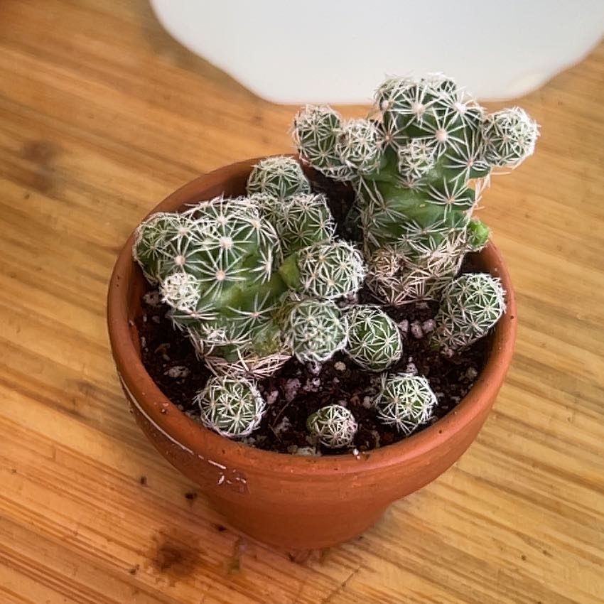 Photo of the plant species Coryphantha delicata by @AllMyPlants named Rainier on Greg, the plant care app