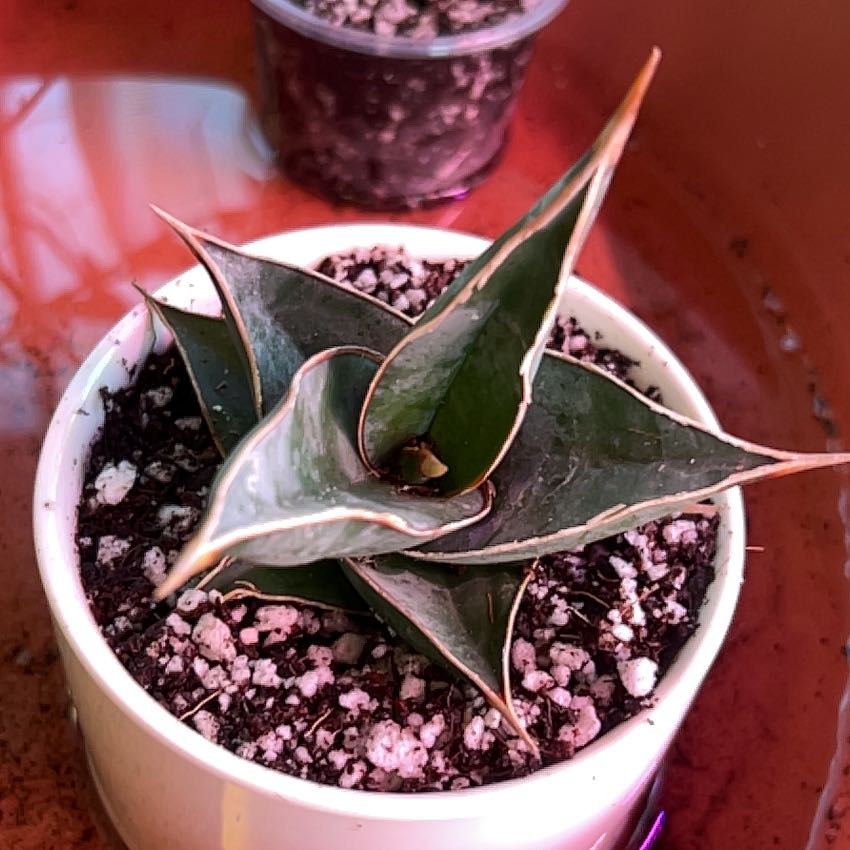 Photo of the plant species Walking Snake Plant by @AllMyPlants named Mollie on Greg, the plant care app