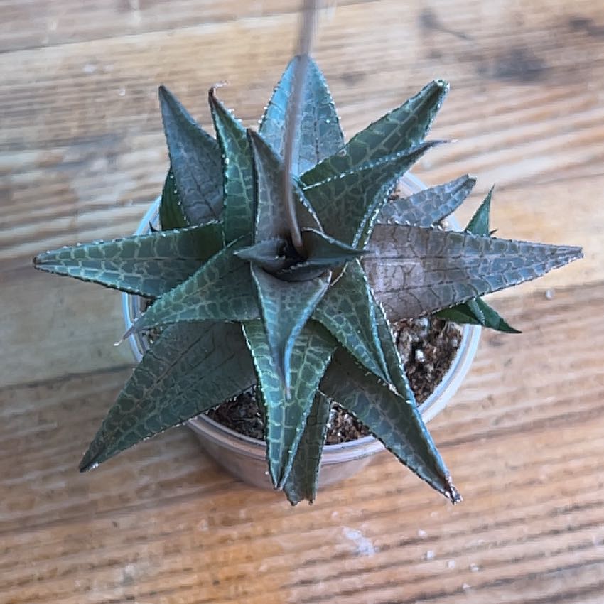 Photo of the plant species Veined Haworthia by @AllMyPlants named Crocodile on Greg, the plant care app