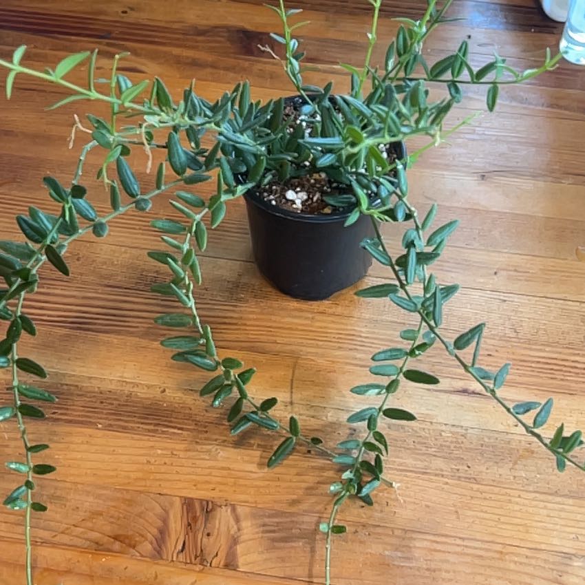 Photo of the plant species Waxflower by @AllMyPlants named Baesil on Greg, the plant care app