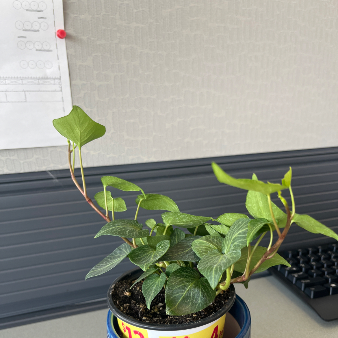 Potted Canarian Ivy plant with vibrant green leaves on a desk.