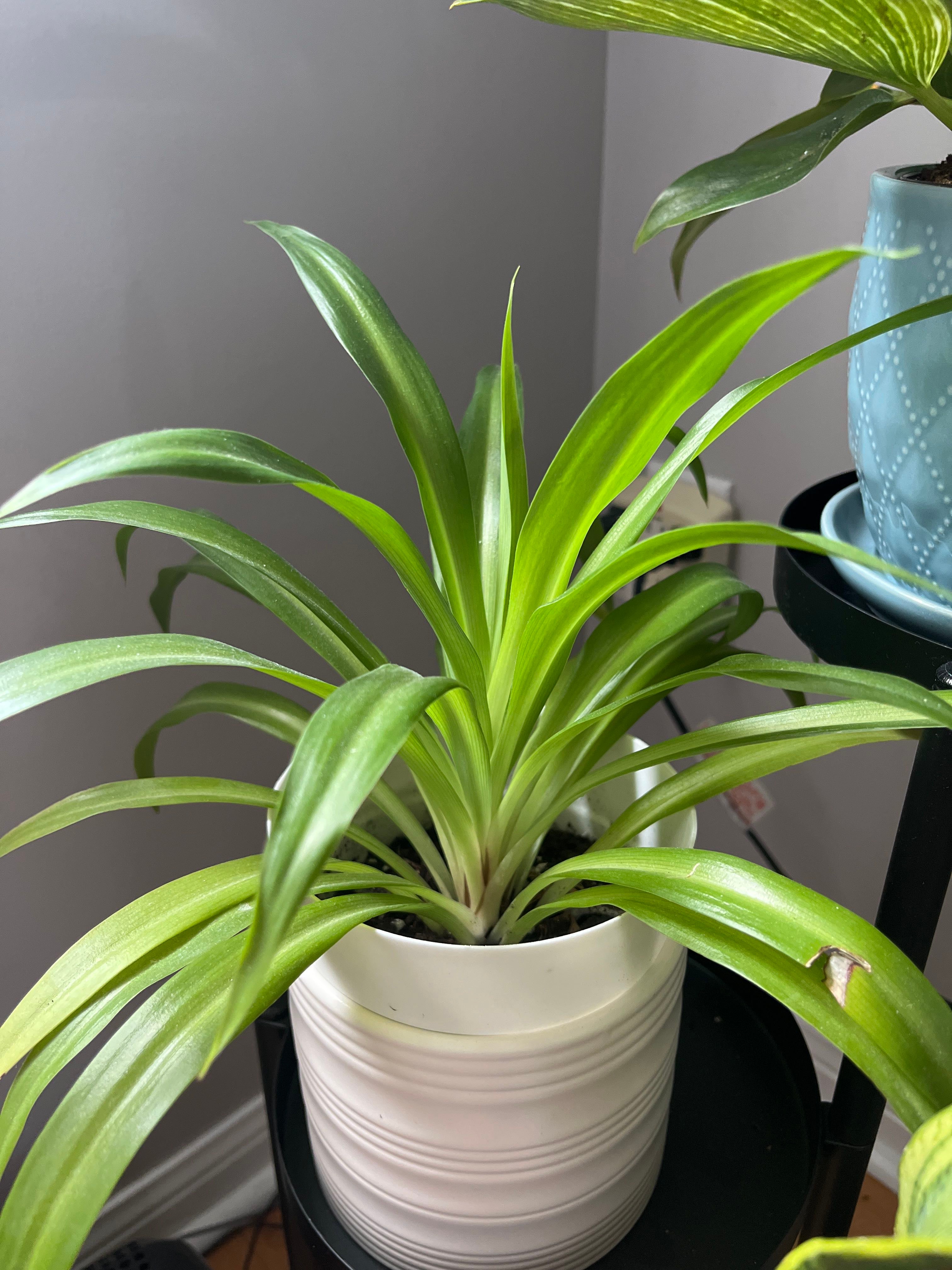 👻 Ultimate Guide for How to Plant Ghost Lily