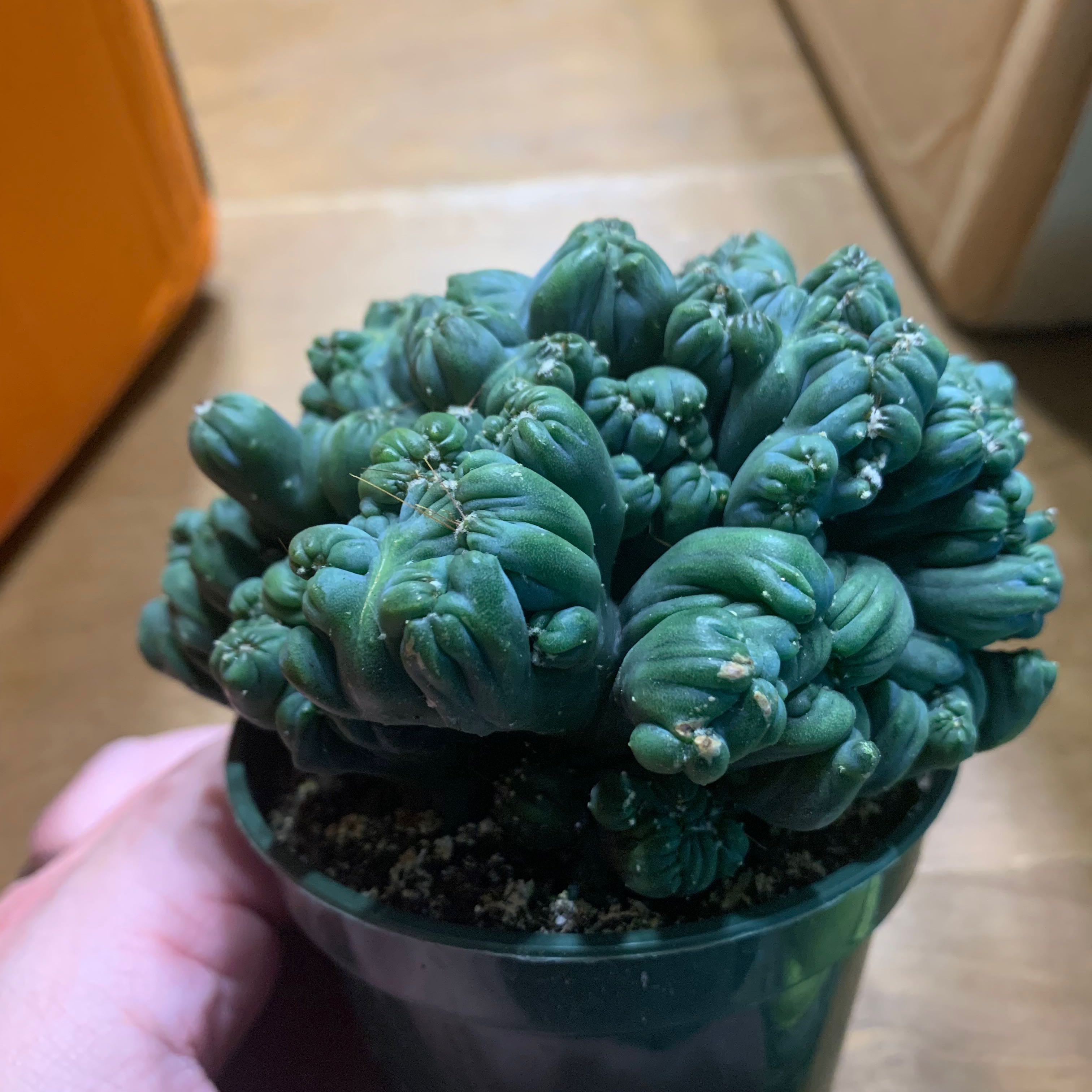 Photo of the plant species Cereus forbesii f. monstrose by @AmberEhle named Denali on Greg, the plant care app