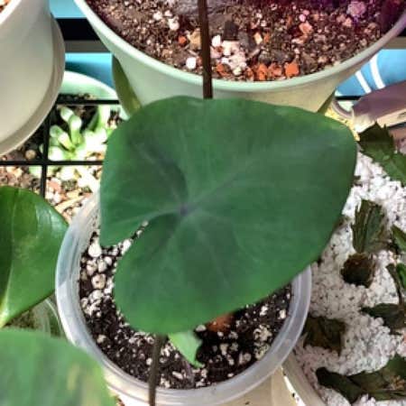 Photo of the plant species Black Coral Elephant Ear by @AmberEhle named Darwin on Greg, the plant care app