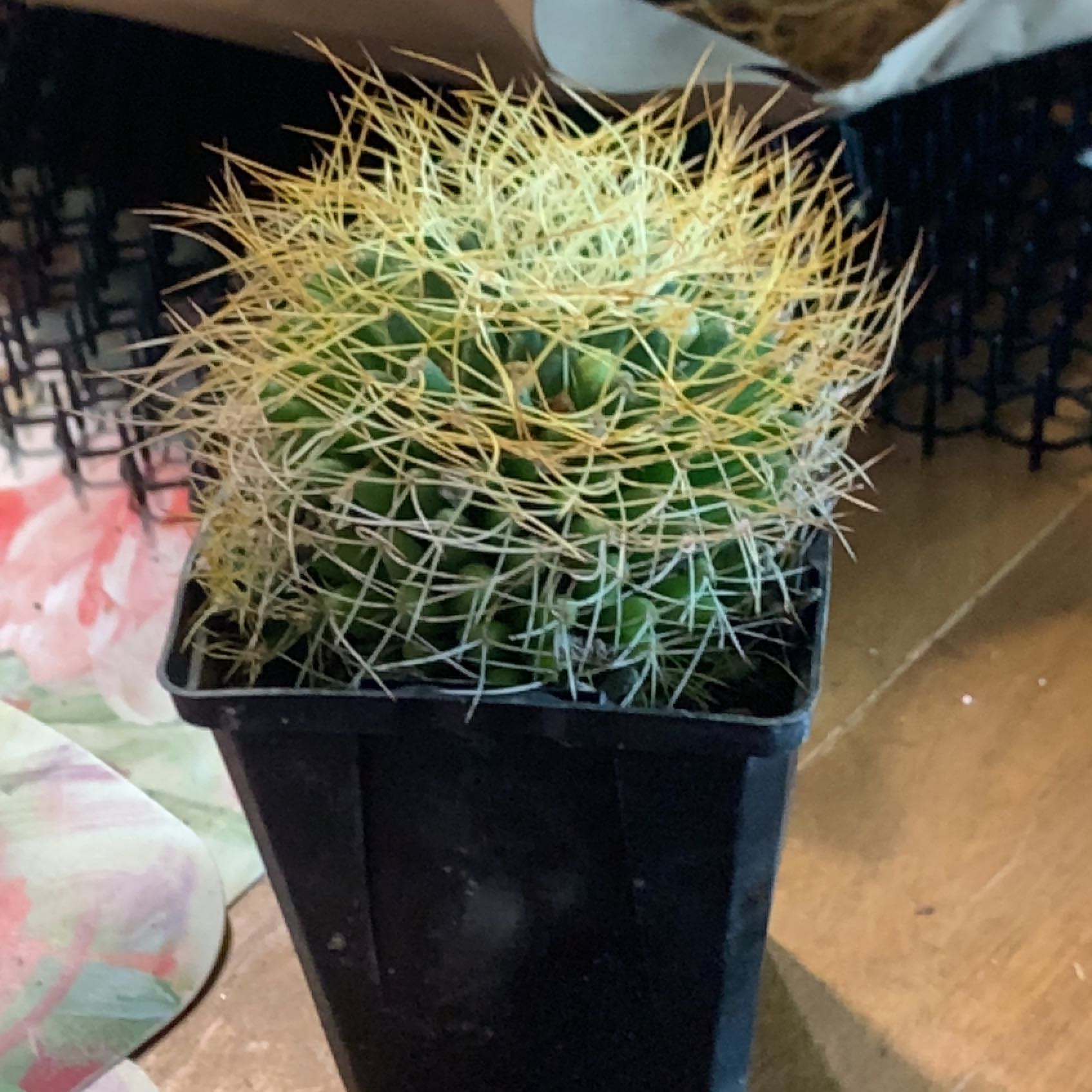 Photo of the plant species Bird's Nest Cactus by @AmberEhle named Spike Lee on Greg, the plant care app