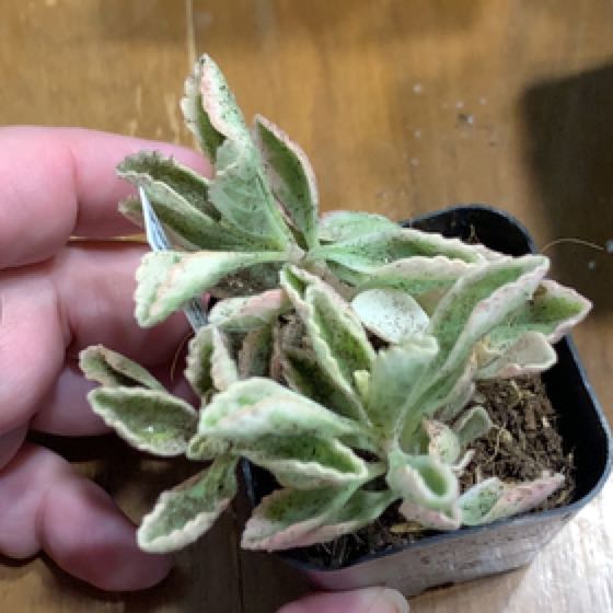 Photo of the plant species Variegated Lobster Flower by @AmberEhle named Anne on Greg, the plant care app
