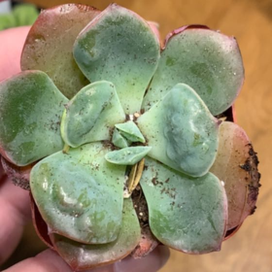Photo of the plant species Echeveria 'Raindrops' by @AmberEhle named Forrest on Greg, the plant care app