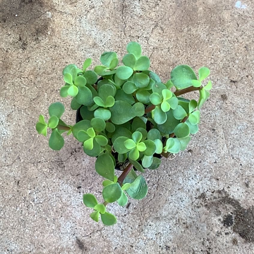 Photo of the plant species Portulacaria afra 'Aurea' by @NurseLuckynut named Miley on Greg, the plant care app