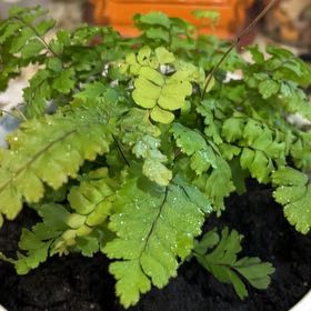 Photo of the plant species Cunningham's Maidenhair Fern by @PlantsnPiggies named Won Won Weasleby on Greg, the plant care app