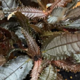 Photo of the plant species Dark Mystery Pilea by @PlantsnPiggies named Basilisk on Greg, the plant care app