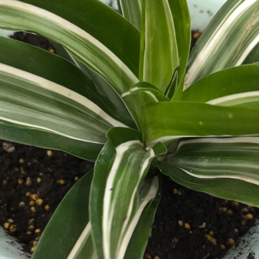 Photo of the plant species Dracaena Jade Jewel by @PlantsnPiggies named Rumi on Greg, the plant care app