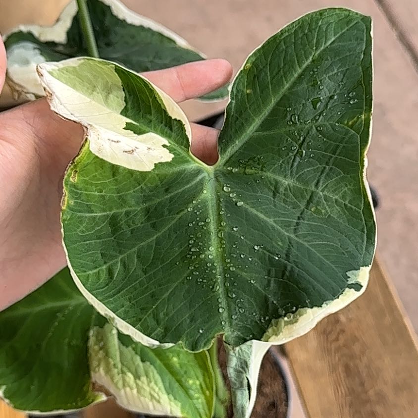 Mickey Mouse Taro plant with variegated leaves and water droplets, held by a hand.