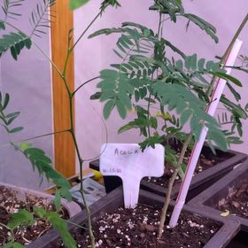 Photo of the plant species Koa by @SpunkyNapaea named Bruce Lee on Greg, the plant care app