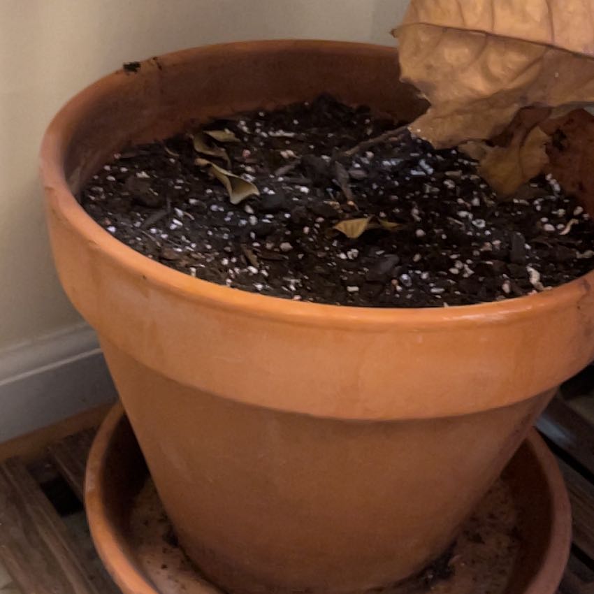 Photo of the plant species Oak Tree by Abby named Sigmund on Greg, the plant care app