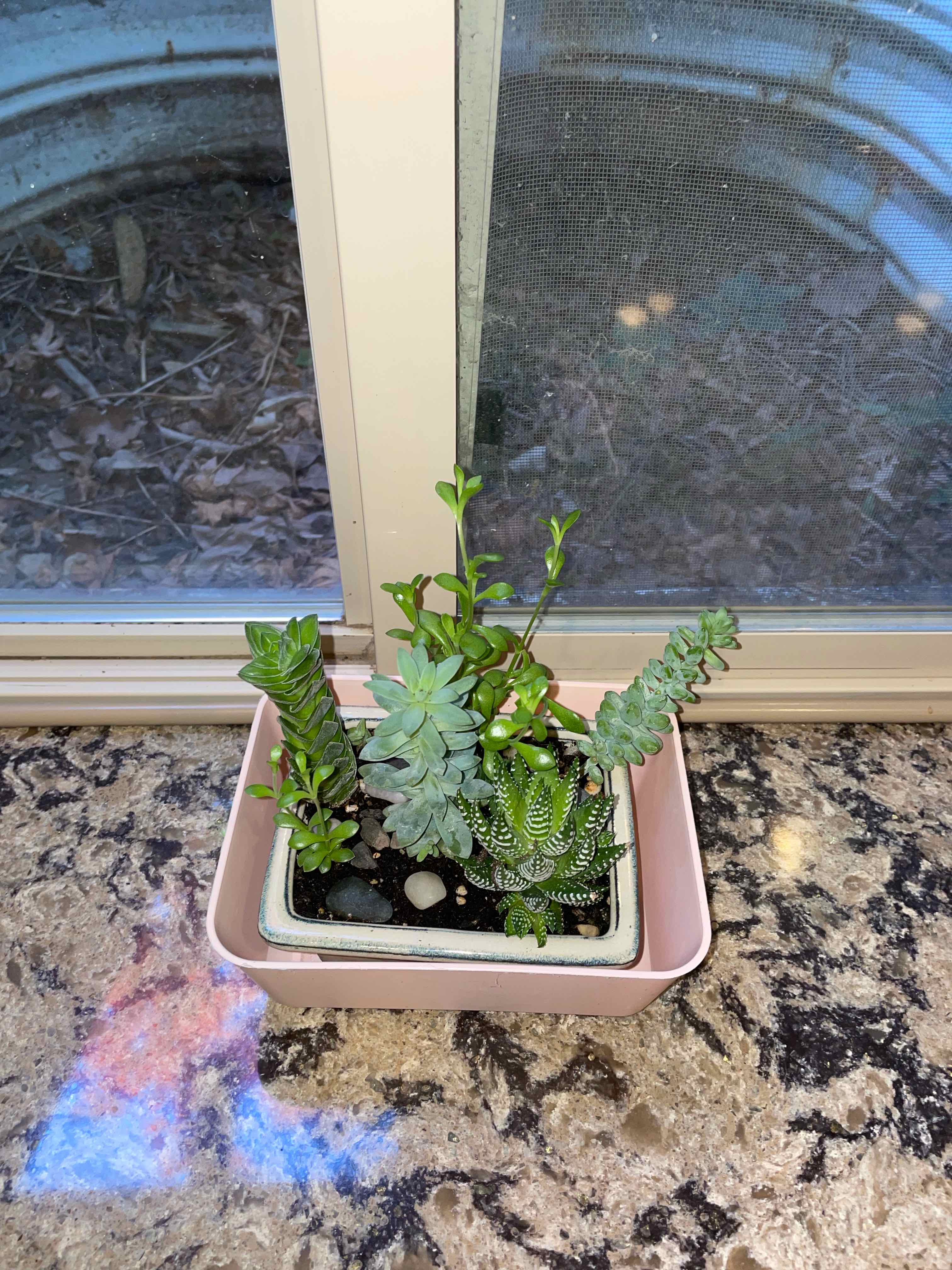Potted Crassula 'Buddha's Temple' with other succulents on a windowsill.