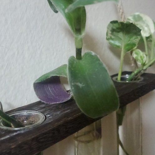 Photo of the plant species Tradescantia 'Blue Sue' by @LikableMarjoram named Harmony on Greg, the plant care app