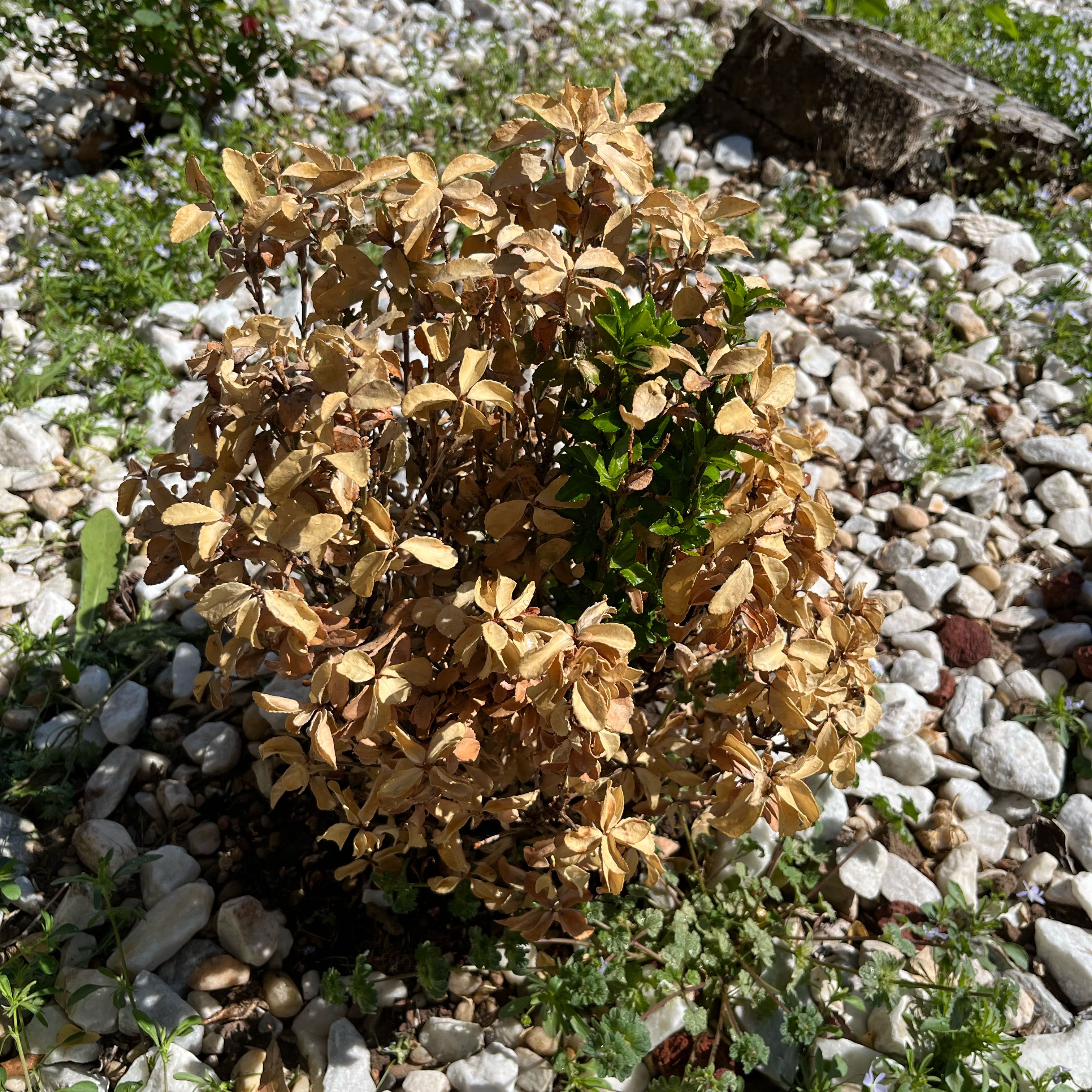 Photo of the plant species Green Spire Euonymus by @autism named Daphne on Greg, the plant care app