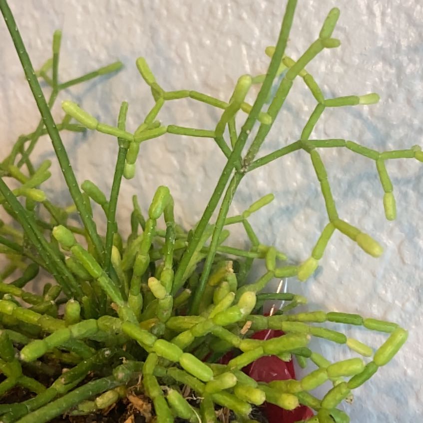 Image of a healthy Whisk Fern with green, segmented stems against a plain wall.