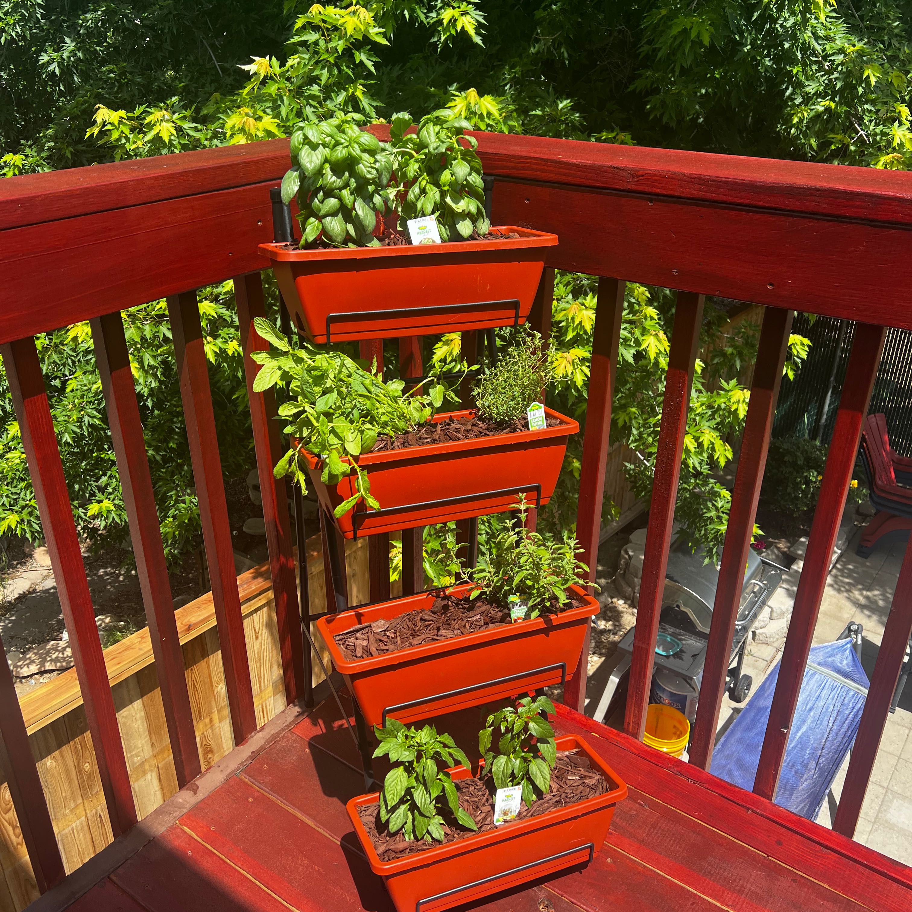 Photo of the plant species Fajita Pepper by @RichlyOxlip named Hottie on Greg, the plant care app