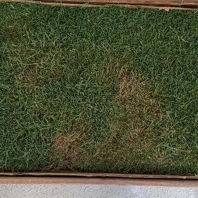 Photo of the plant species Smooth Meadowgrass by @OptimistFicus named Curie on Greg, the plant care app