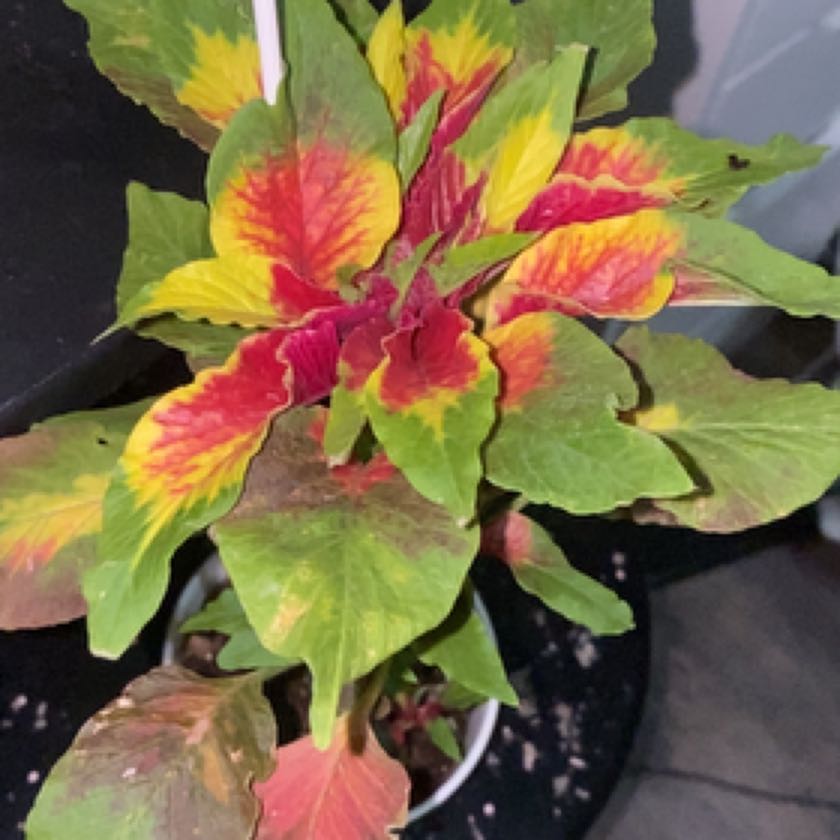 Photo of the plant species Willow-leaf amaranth by @SolidRedribbons named bruh on Greg, the plant care app