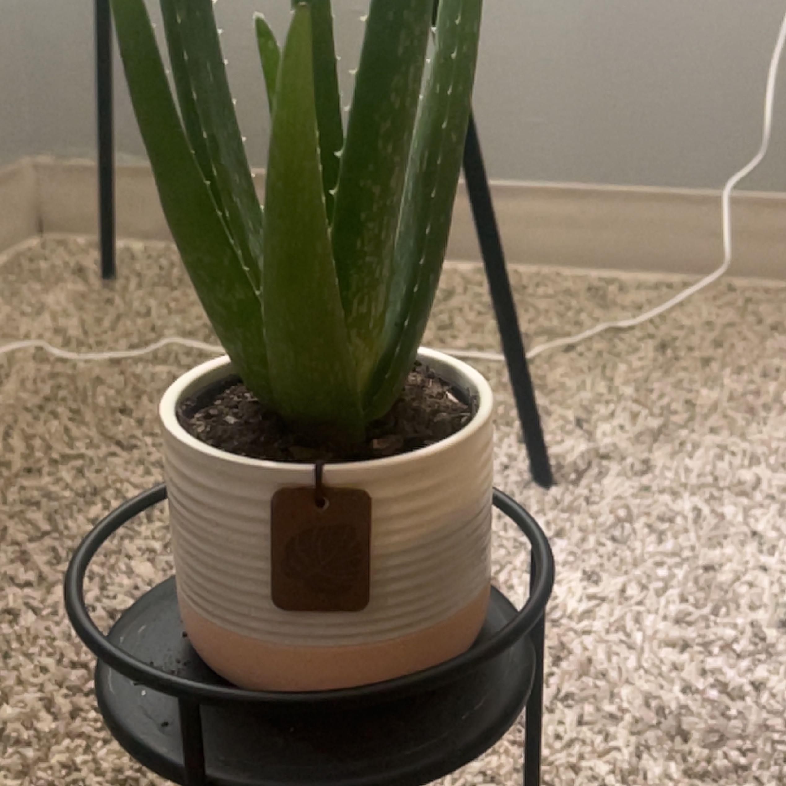 Photo of the plant species Aloe Vera by @GeniusGinger named Daphne on Greg, the plant care app