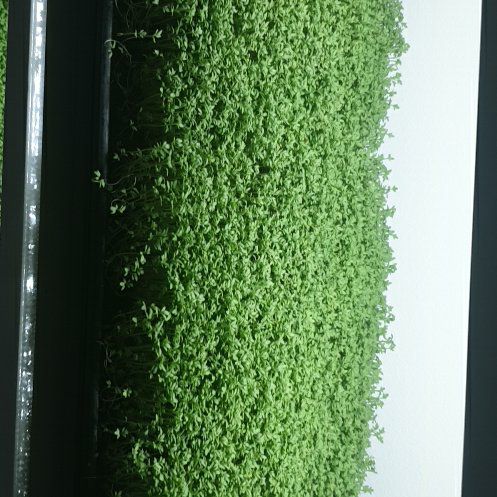 Photo of the plant species Garden Cress by @HeritorCowslip named Rihanna on Greg, the plant care app