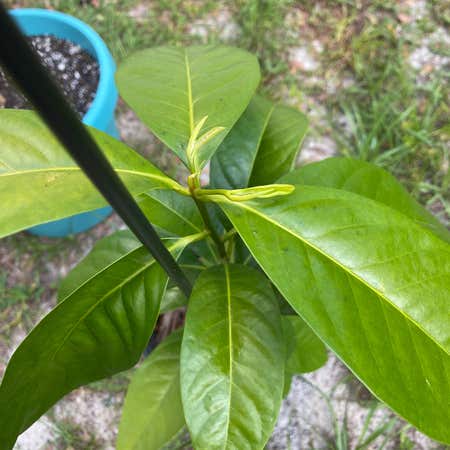 Photo of the plant species Diospyros Nigra by @GentleSeaspurge named Captain Plant-it on Greg, the plant care app
