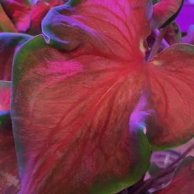 Photo of the plant species Cherry Tart Caladium by @GracedBaybean named Pax on Greg, the plant care app