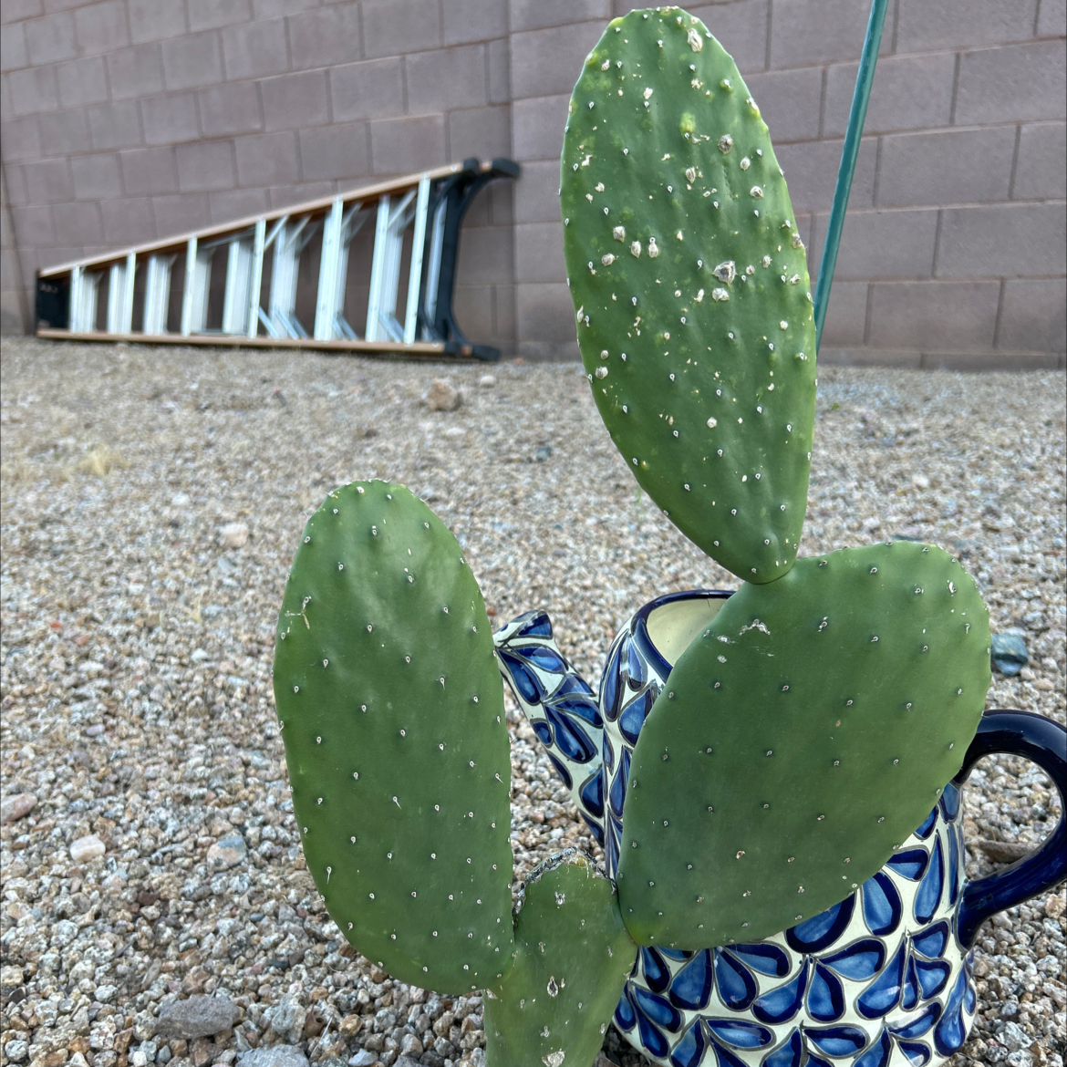 Bakersfield Beavertail Cactus in a decorative pot with a gravel background and a ladder.
