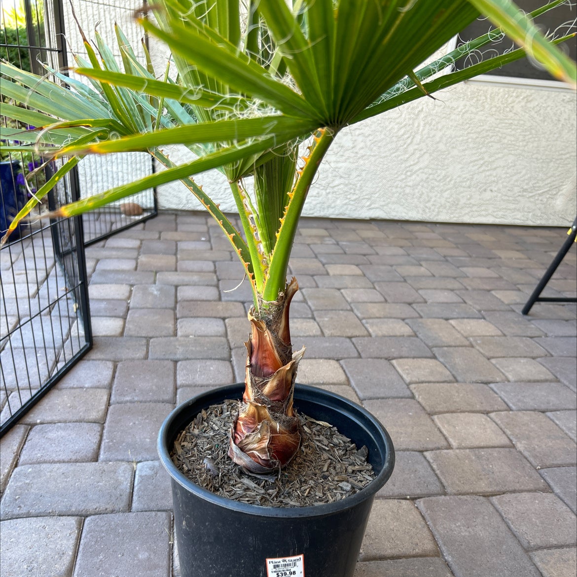 Potted Mexican Fan Palm with healthy green leaves and a sturdy trunk on a paved surface.