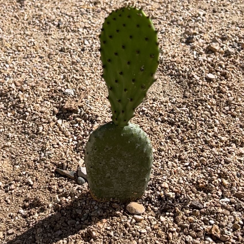Photo of the plant species Burbank Spineless Cactus by @ChipperTreeivy named Tree Diddy on Greg, the plant care app