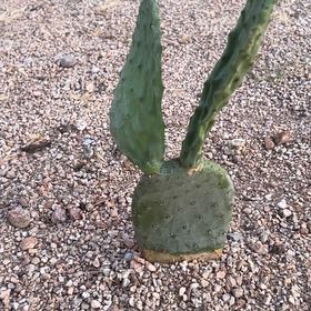 Photo of the plant species Burbank Spineless Cactus by @ChipperTreeivy named Forrest on Greg, the plant care app