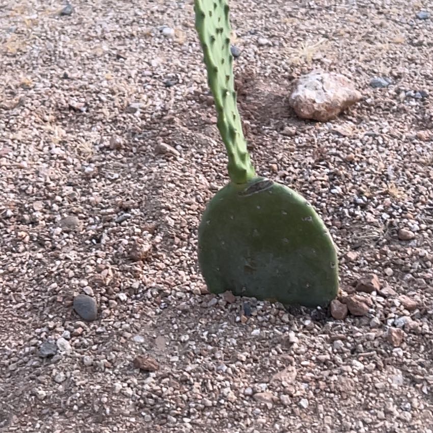 Photo of the plant species Burbank Spineless Cactus by @ChipperTreeivy named Leonardo on Greg, the plant care app