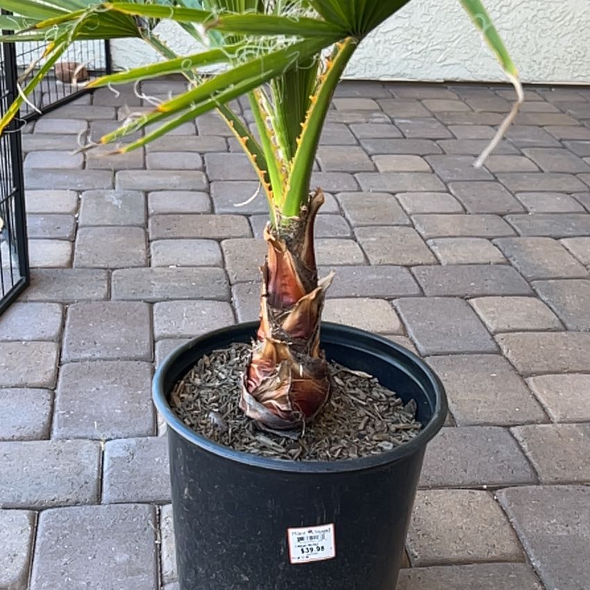 Young Mexican Fan Palm in a black pot on a paved surface.