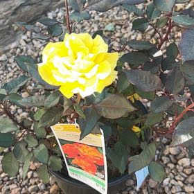 Photo of the plant species Rio Samba Rose by @ChipperTreeivy named Messi on Greg, the plant care app